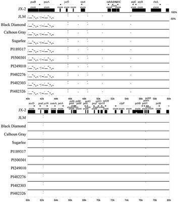 Full Chloroplast Genome Assembly of 11 Diverse Watermelon Accessions